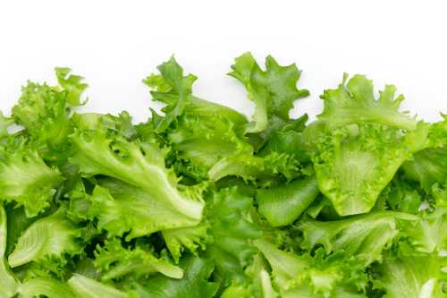 Massive Cyclospora Outbreak Linked to Iceberg Lettuce Expands to Nine States