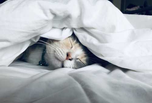 Rest Easy: Revolutionary AI 'BCGNet' Monitors Sleep Contactlessly Using 600,000 Hours of Data