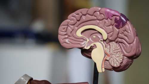 Revolutionary AI System Detects Dementia Signs a Decade Before Symptoms Appear