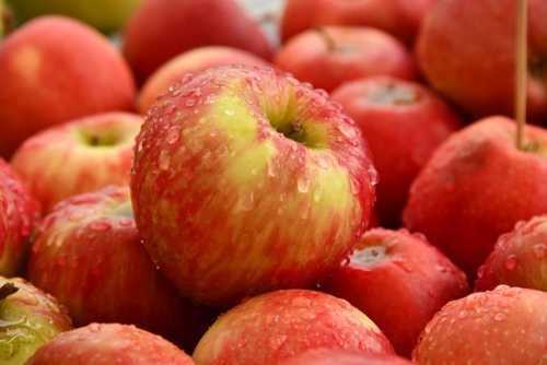 The Giant Shield for Kids: How New School Lunches Are Making Students Healthier