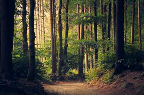 The Green Prescription: How the NHS is Using Forests and Parks to Heal Anxious Young Minds <i class="fa fa-tree"></i>