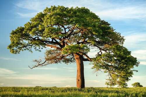 The Healing Earth: How the NHS is Prescribing Nature to Cure the Heavy Fog of Depression in 2026