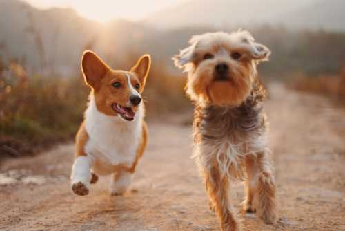The Healing Paws: NHS Prescribes 'Companion Canines' to Cure Loneliness and Bring Joy to the Elderly
