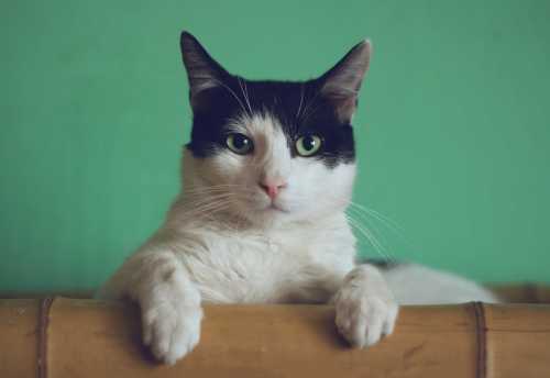 The Lost Kitten's Journey: How a Tiny Cat Traveled 200 Miles and Found Home Through Social Media
