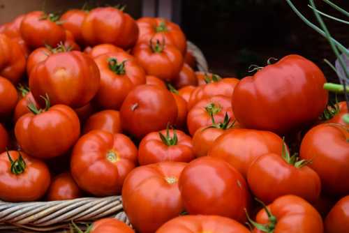The Tomato Intervention: Can Daily Consumption Reverse Liver Fat in MASLD Patients?