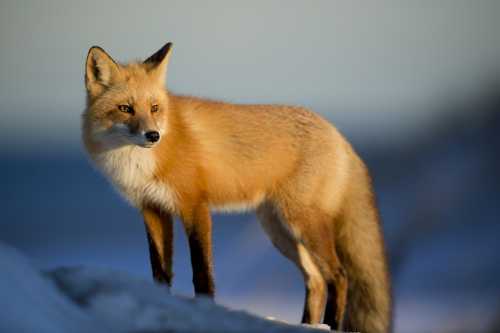 Viral Video of Fox Stealing Deliveroo Order Becomes the UK's Meme of the Year